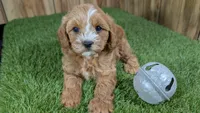 Sky Boy 1, a male Cavapoo for sale in Halfway, MO – 2 of 4