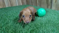 Tilly Boy 3, a male Miniature Dachshund for sale in Halfway, MO – 2 of 5