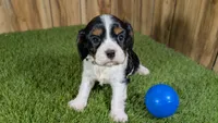 Bessie Boy 1, a male Cavalier King Charles Spaniel for sale in Halfway, MO – 2 of 4