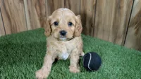 Kellee Boy 2, a male Cavapoo for sale in Halfway, MO – 2 of 4