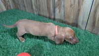 Tilly Girl 1, a female Miniature Dachshund for sale in Halfway, MO – 2 of 4