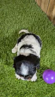 Bessie Girl 2, a male Cavalier King Charles Spaniel for sale in Halfway, MO – 4 of 5