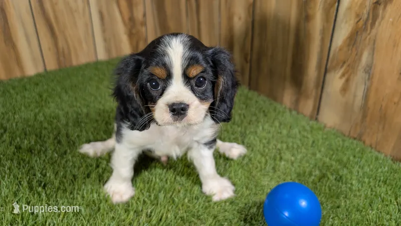 Missy Boy 3 – Cavalier King Charles Spaniel puppy for sale in Halfway, MO