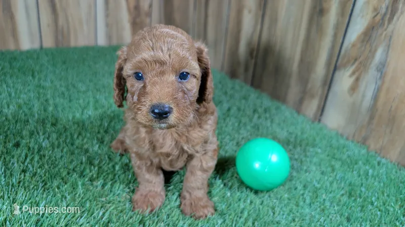 Honeycomb Boy 1 – Poodle - Miniature  puppy for sale in Halfway, MO