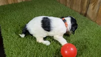 Hannah Girl 1, a female Cavalier King Charles Spaniel for sale in Halfway, MO – 4 of 5