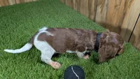 Sweetie Boy 6 AKC, a male Miniature Dachshund for sale in Halfway, MO – 4 of 6