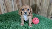 Diamond Girl 1, a female Cavalier King Charles Spaniel for sale in Halfway, MO – 2 of 5