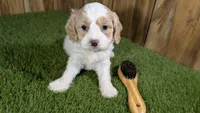 Gabby Boy 1, a male Cavapoo for sale in Halfway, MO – 2 of 5