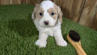 Gabby Boy 1, a male Cavapoo for sale in Halfway, MO – 3 of 5