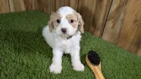 Gabby Boy 1, a male Cavapoo for sale in Halfway, MO – 1 of 5