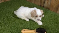 Gabby Boy 1, a male Cavapoo for sale in Halfway, MO – 5 of 5