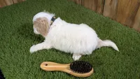 Gabby Boy 1, a male Cavapoo for sale in Halfway, MO – 4 of 5