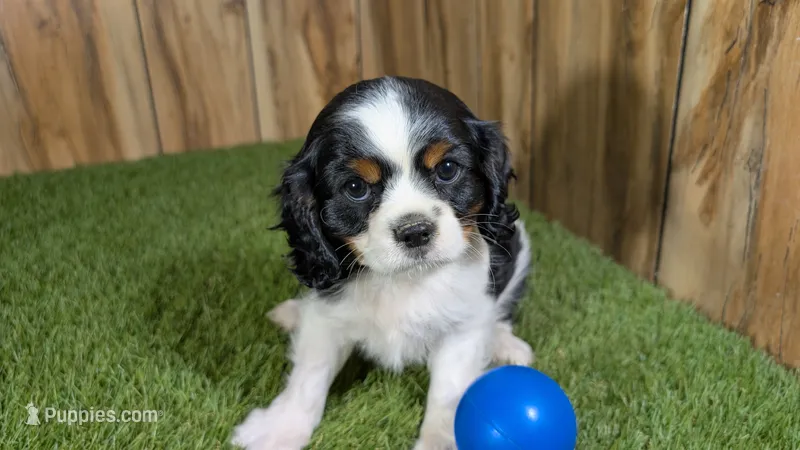 Gracie Boy 1 – Cavalier King Charles Spaniel puppy for sale in Halfway, MO