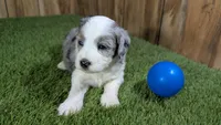 Sunset Boy 1, a male Miniature Aussiedoodle for sale in Halfway, MO – 2 of 5
