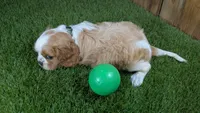Missy Boy 1, a male Cavalier King Charles Spaniel for sale in Halfway, MO – 5 of 5