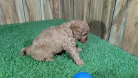 LaRae Boy 1, a male Cavapoo for sale in Halfway, MO – 3 of 4
