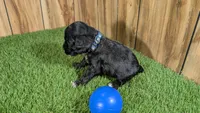 Francis Boy 2, a male Cavapoo for sale in Halfway, MO – Photo 5 of 5