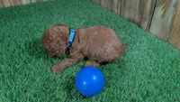 Honeycomb Boy 4, a male Poodle - Miniature  for sale in Halfway, MO – 4 of 4