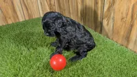 Honey Girl 6, a female Cavapoo for sale in Halfway, MO – 4 of 4