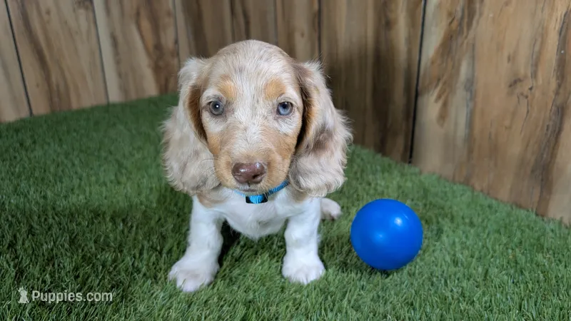 Sweetie Boy 4 AKC – Miniature Dachshund puppy on hold in Halfway, MO