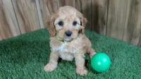 Kellee Boy 4, a male Cavapoo for sale in Halfway, MO – 2 of 4