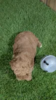 Baby Lisa Girl 2, a female Poodle - Miniature  for sale in Halfway, MO – 5 of 5