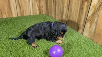 Donut Girl 1, a male Cavalier King Charles Spaniel for sale in Halfway, MO – 4 of 4