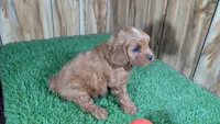 Sky Boy 4, a male Cavapoo for sale in Halfway, MO – 4 of 4