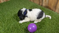Bessie Girl 2, a male Cavalier King Charles Spaniel for sale in Halfway, MO – 5 of 5