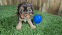 Donut Boy 2, a male Cavalier King Charles Spaniel for sale in Halfway, MO – 1 of 5