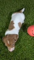 Mylie Girl 2, a female Miniature Dachshund for sale in Halfway, MO – 4 of 4
