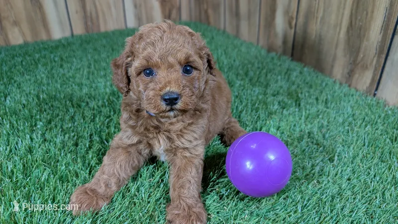 Baby Lisa Girl 1 – Poodle - Miniature  puppy for sale in Halfway, MO