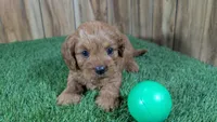 Harlow Boy 1, a male Cavapoo for sale in Halfway, MO – 2 of 5