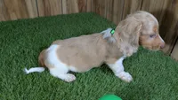 Sweetie Boy 5 AKC, a male Miniature Dachshund for sale in Halfway, MO – 4 of 5
