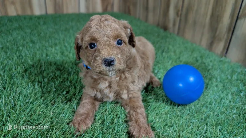 Baby Lisa – Poodle - Miniature  puppy for sale in Halfway, MO