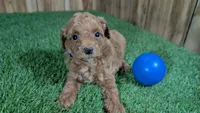 Baby Lisa, a male Poodle - Miniature  for sale in Halfway, MO – 1 of 5