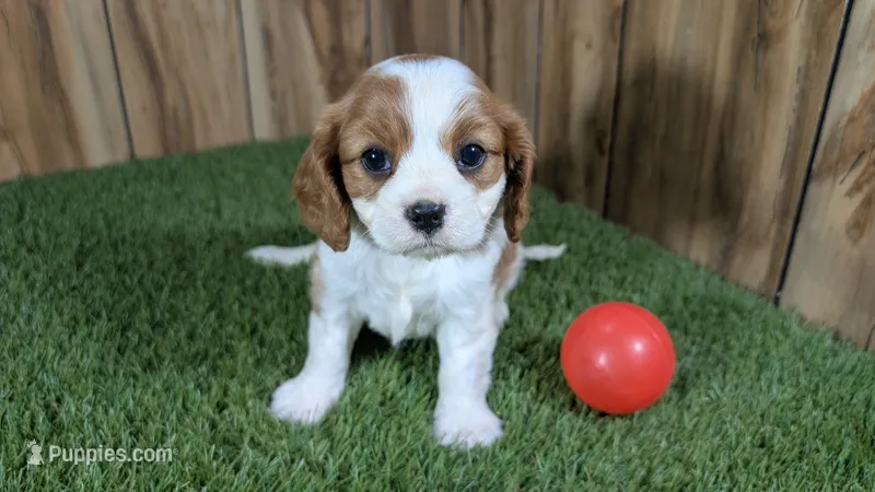 Carmella Girl 1 – Cavalier King Charles Spaniel puppy for sale in Halfway, MO