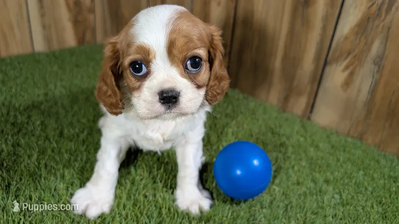 Lava Boy 1 – Cavalier King Charles Spaniel puppy for sale in Halfway, MO