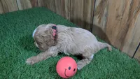 Lizzy Girl 1, a female Cavapoo for sale in Halfway, MO – 5 of 5