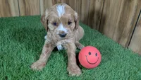 Lizzy Girl 1, a female Cavapoo for sale in Halfway, MO – 2 of 5