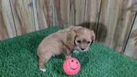 Diamond Girl 1, a female Cavalier King Charles Spaniel for sale in Halfway, MO – 5 of 5
