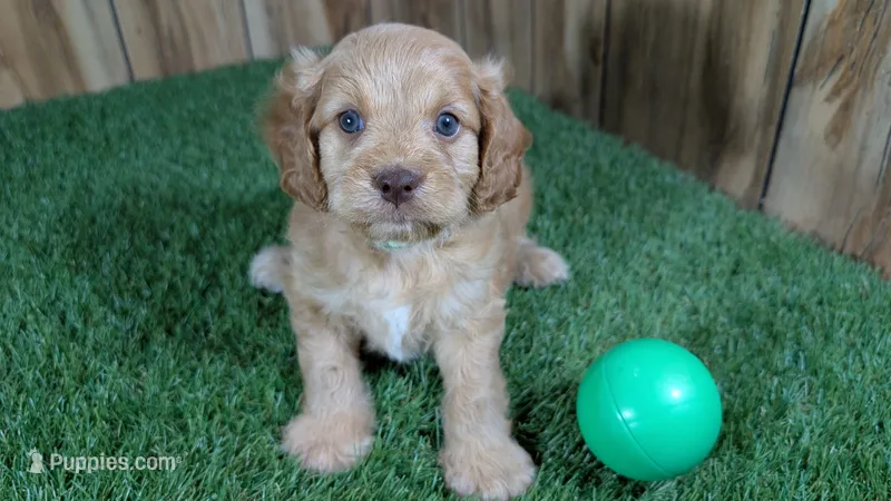 Lyla Boy 2 – Cavapoo puppy for sale in Halfway, MO