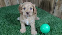 Lyla Boy 2, a male Cavapoo for sale in Halfway, MO – 1 of 4