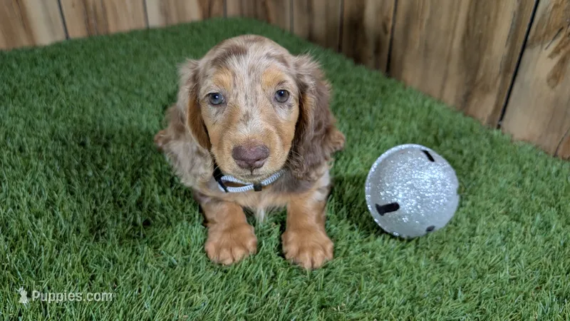 Sweetie's Boy 1 AKC – Miniature Dachshund puppy on hold in Halfway, MO
