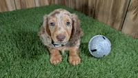 Sweetie's Boy 1 AKC, a male Miniature Dachshund for sale in Halfway, MO – 1 of 6