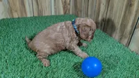 Fluffy Boy 2, a male Cavapoo and Poodle - Miniature  for sale in Halfway, MO – 4 of 4