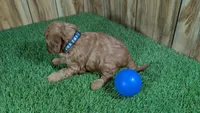 Fluffy Boy 2, a male Cavapoo and Poodle - Miniature  for sale in Halfway, MO – 3 of 4