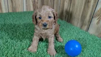 Fluffy Boy 2, a male Cavapoo and Poodle - Miniature  for sale in Halfway, MO – 2 of 4
