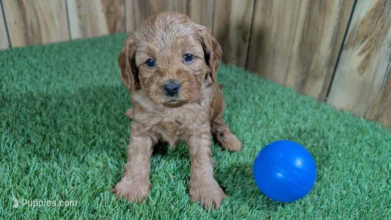 Fluffy Boy 2 – Cavapoo, Poodle - Miniature  puppy for sale in Halfway, MO