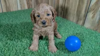 Fluffy Boy 2, a male Cavapoo and Poodle - Miniature  for sale in Halfway, MO – 1 of 4